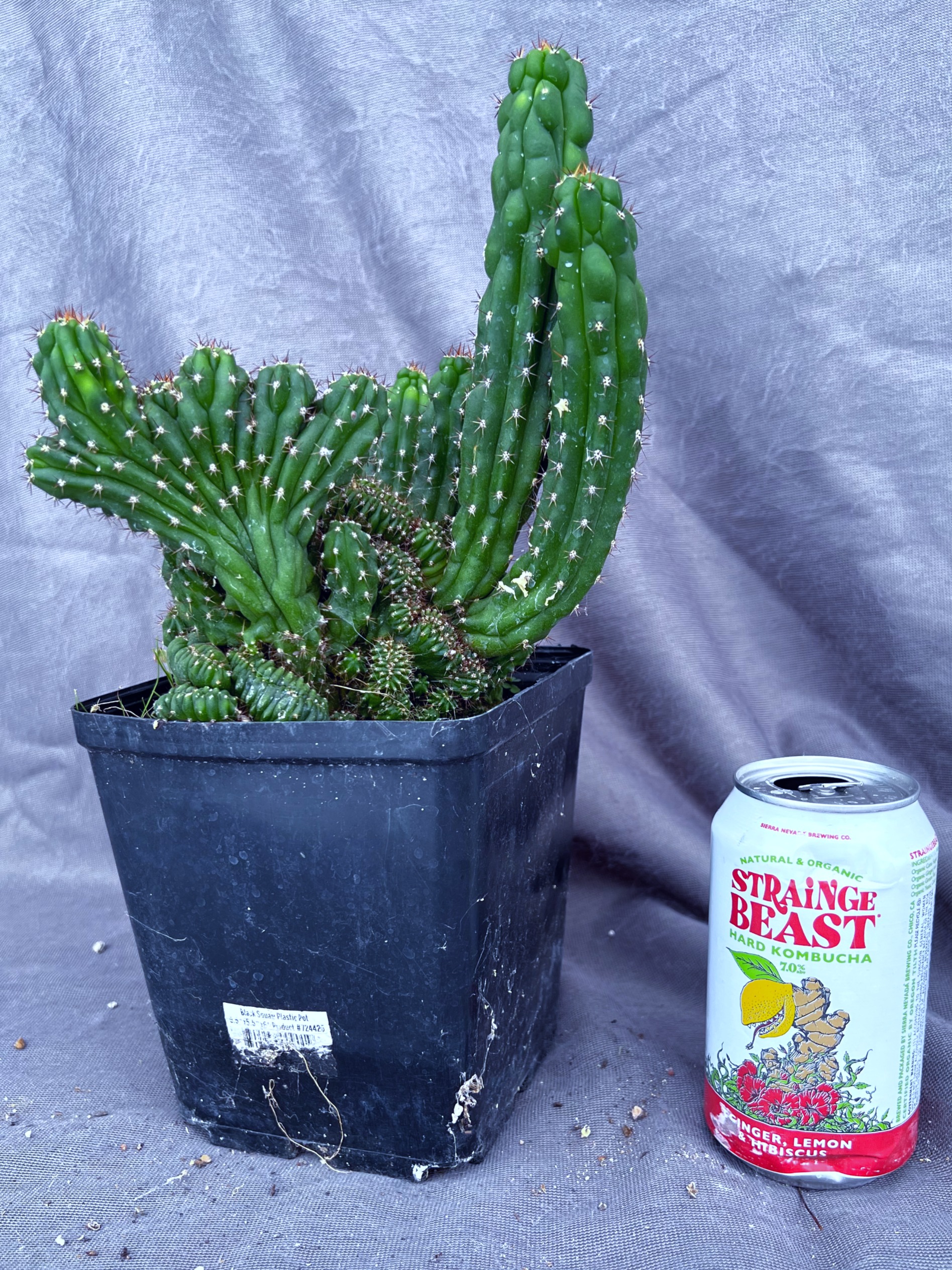 Chalaensis × Pach Oscar Mutant
