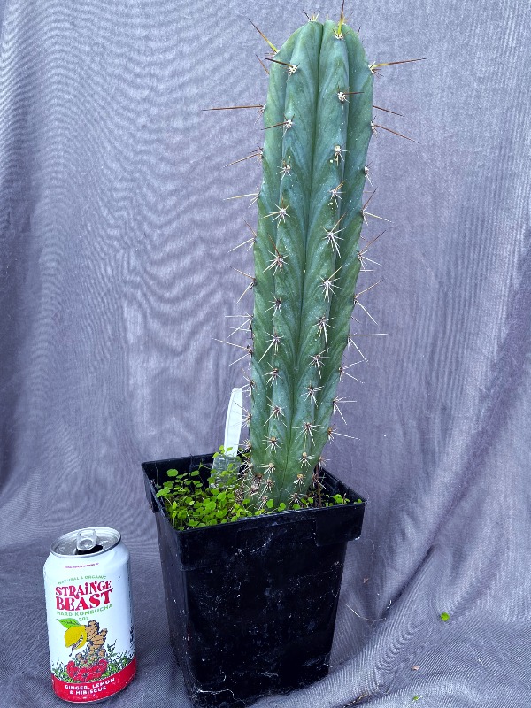 Macrogonus Collana Pichu