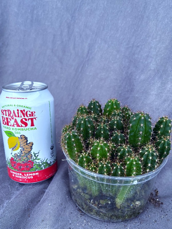 TPQC × Pach Kimnach Seedling Lot