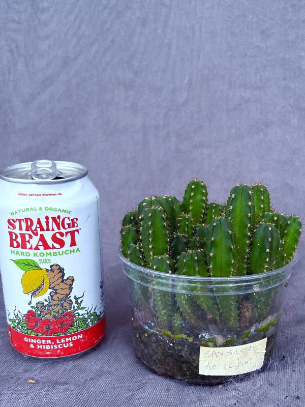 San Silvestre Cochan Seedling Lot