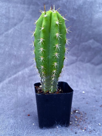 Pach KK339 × Peru Tripsis