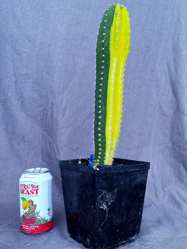Scop × Variegated Grandiflorus